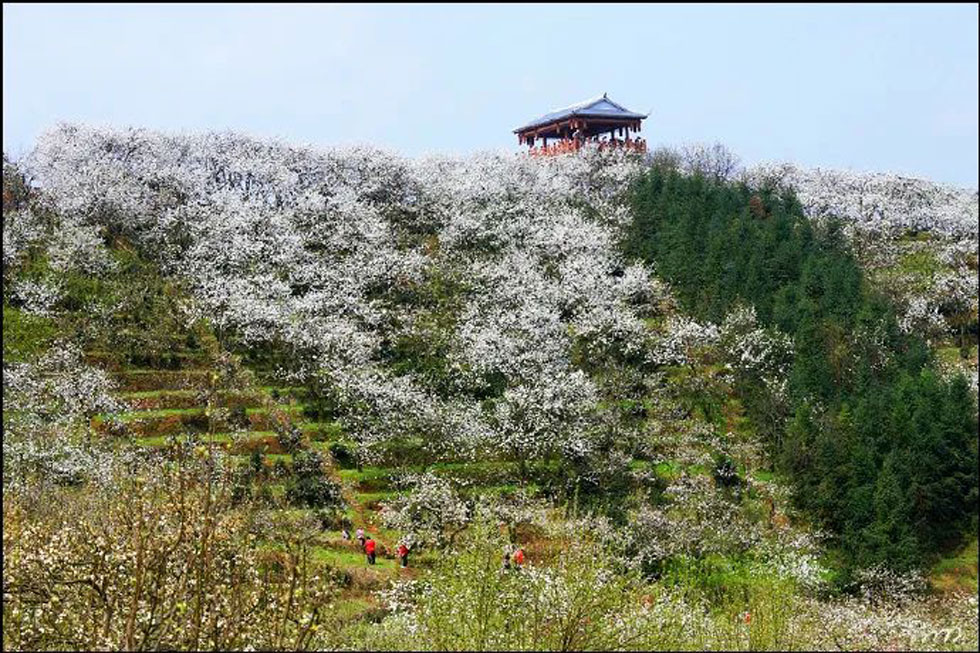 【春天，广西桂林灌阳县向您发出邀请！】我们在灌阳看梨花 - 游山玩水 - 鹤壁生活社区 - 鹤壁28生活网 hb.28life.net