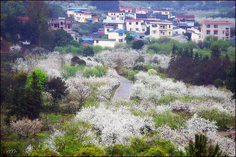 【春天，广西桂林灌阳县向您发出邀请！】我们在灌阳看梨花 - 游山玩水 - 鹤壁生活社区 - 鹤壁28生活网 hb.28life.net