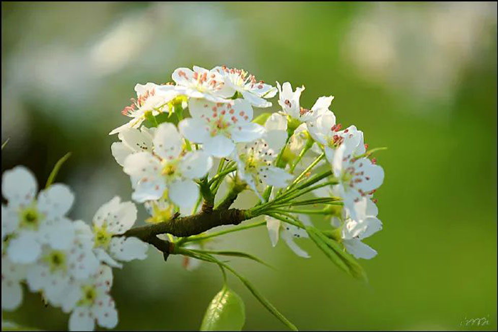 【春天，广西桂林灌阳县向您发出邀请！】我们在灌阳看梨花 - 游山玩水 - 鹤壁生活社区 - 鹤壁28生活网 hb.28life.net