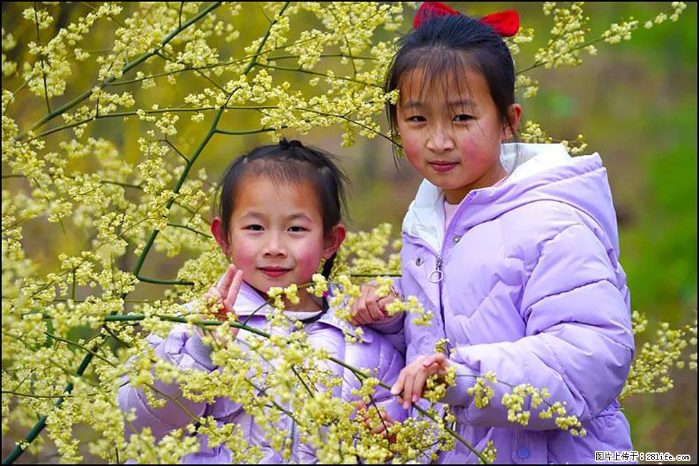 【春天，广西桂林灌阳县向您发出邀请！】米珠山前有片山苍子花在飘香 - 游山玩水 - 鹤壁生活社区 - 鹤壁28生活网 hb.28life.net
