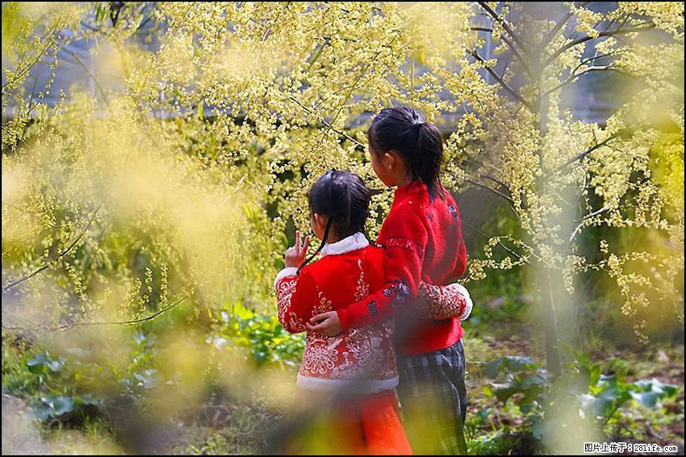 【春天，广西桂林灌阳县向您发出邀请！】米珠山前有片山苍子花在飘香 - 游山玩水 - 鹤壁生活社区 - 鹤壁28生活网 hb.28life.net
