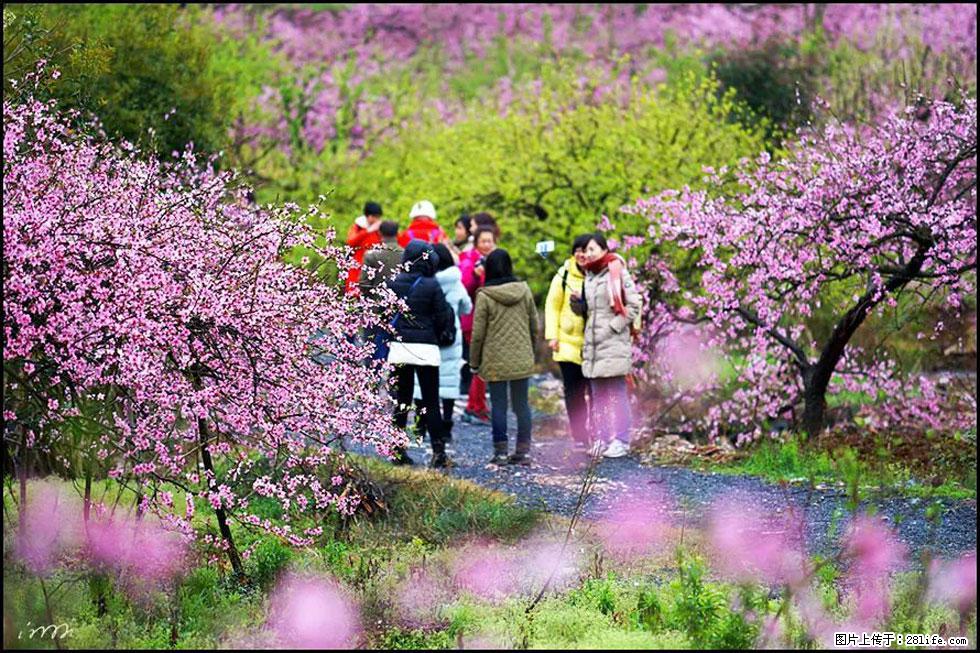 【春天，广西桂林灌阳县向您发出邀请！】官庄村有个醉美的桃花园 - 游山玩水 - 鹤壁生活社区 - 鹤壁28生活网 hb.28life.net