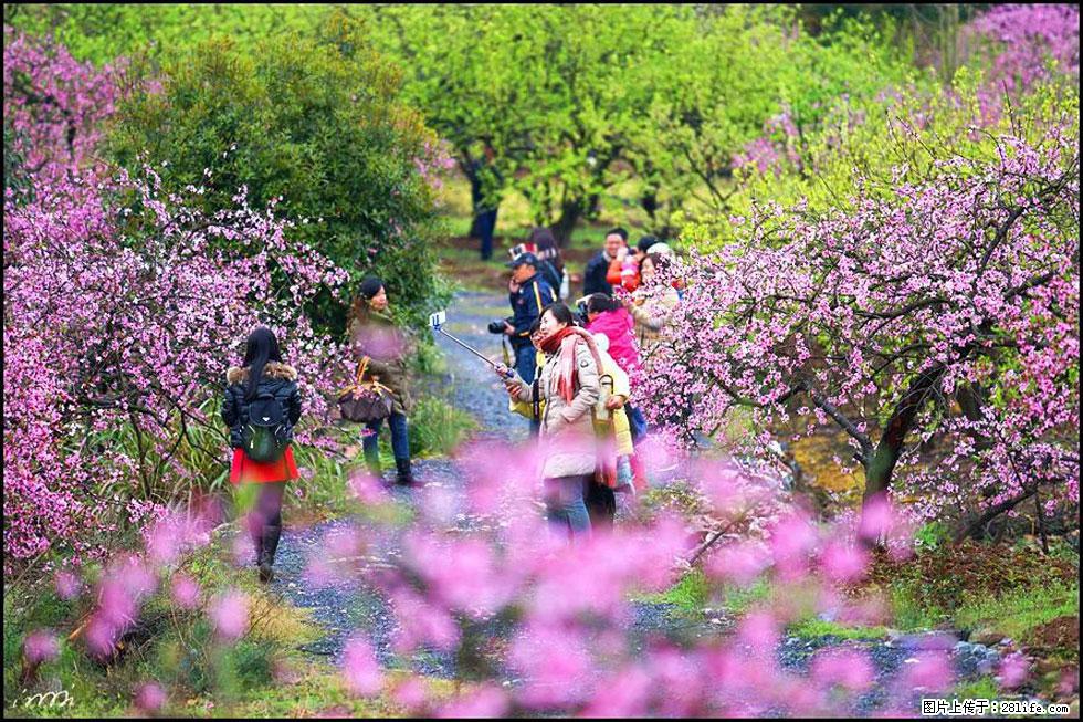 【春天，广西桂林灌阳县向您发出邀请！】官庄村有个醉美的桃花园 - 游山玩水 - 鹤壁生活社区 - 鹤壁28生活网 hb.28life.net