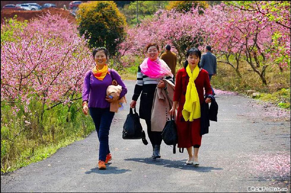 【春天，广西桂林灌阳县向您发出邀请！】官庄村有个醉美的桃花园 - 游山玩水 - 鹤壁生活社区 - 鹤壁28生活网 hb.28life.net