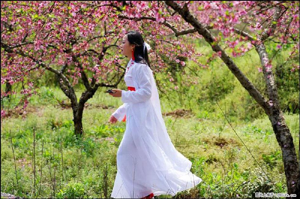 【春天，广西桂林灌阳县向您发出邀请！】官庄村有个醉美的桃花园 - 游山玩水 - 鹤壁生活社区 - 鹤壁28生活网 hb.28life.net