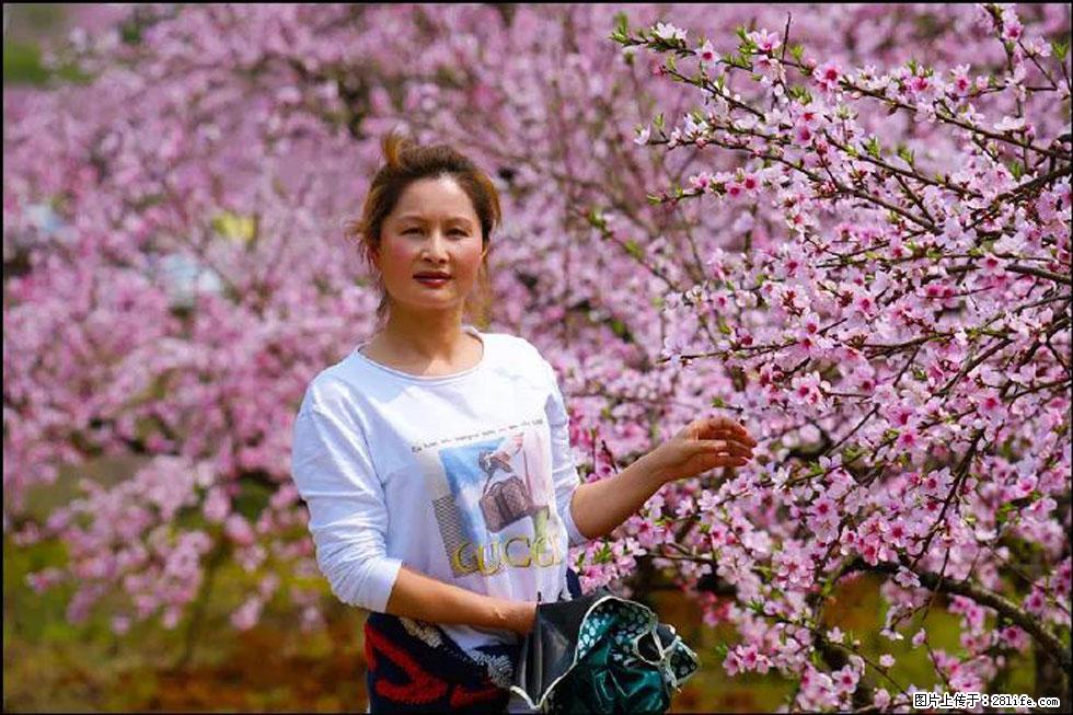 【春天，广西桂林灌阳县向您发出邀请！】官庄村有个醉美的桃花园 - 游山玩水 - 鹤壁生活社区 - 鹤壁28生活网 hb.28life.net