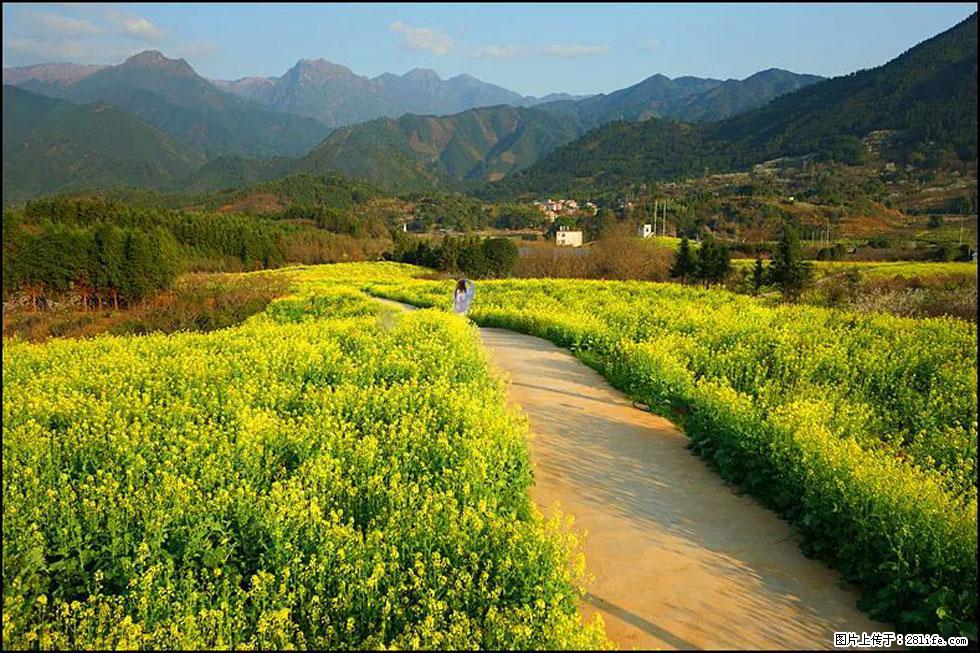【春天，广西桂林灌阳县向您发出邀请！】长坪村油菜盛情花开 - 游山玩水 - 鹤壁生活社区 - 鹤壁28生活网 hb.28life.net