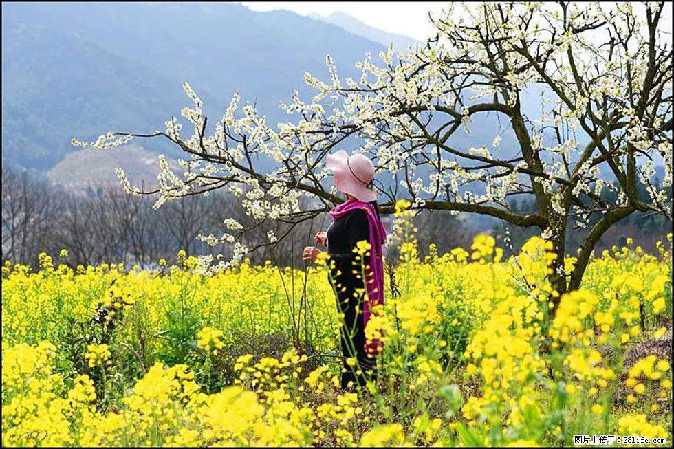 【春天，广西桂林灌阳县向您发出邀请！】长坪村油菜盛情花开 - 游山玩水 - 鹤壁生活社区 - 鹤壁28生活网 hb.28life.net