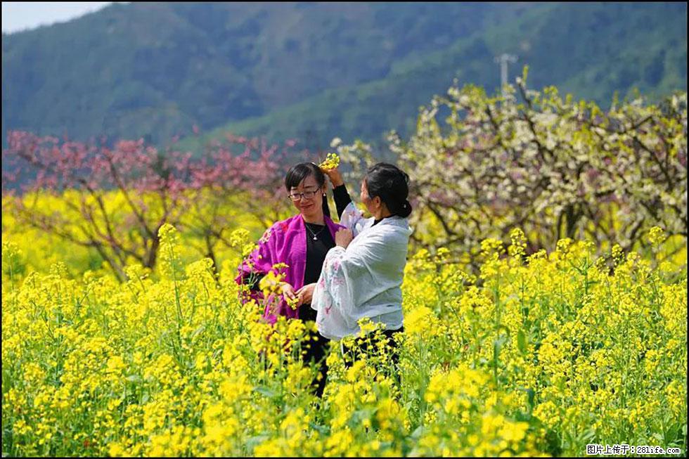 【春天，广西桂林灌阳县向您发出邀请！】长坪村油菜盛情花开 - 游山玩水 - 鹤壁生活社区 - 鹤壁28生活网 hb.28life.net