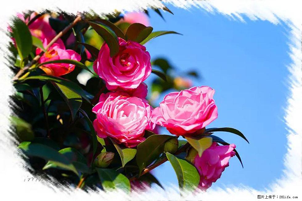 【春天，广西桂林灌阳县向您发出邀请！】杨柳井茶花惹人爱 - 游山玩水 - 鹤壁生活社区 - 鹤壁28生活网 hb.28life.net