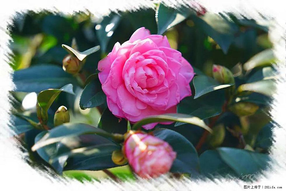 【春天，广西桂林灌阳县向您发出邀请！】杨柳井茶花惹人爱 - 游山玩水 - 鹤壁生活社区 - 鹤壁28生活网 hb.28life.net