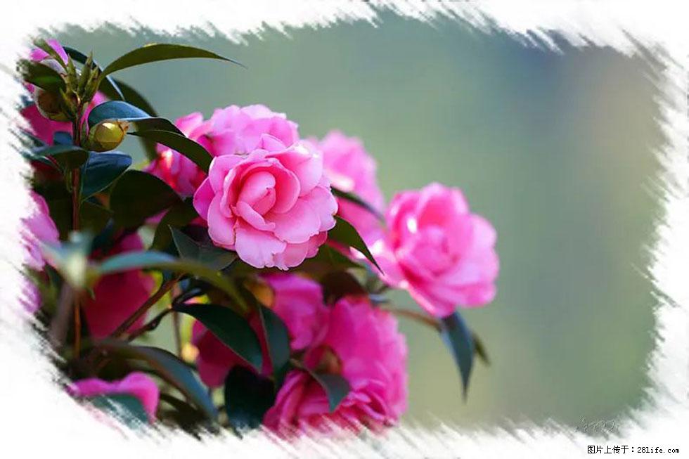 【春天，广西桂林灌阳县向您发出邀请！】杨柳井茶花惹人爱 - 游山玩水 - 鹤壁生活社区 - 鹤壁28生活网 hb.28life.net