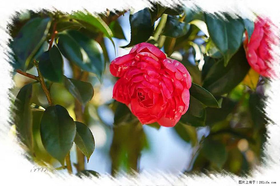 【春天，广西桂林灌阳县向您发出邀请！】杨柳井茶花惹人爱 - 游山玩水 - 鹤壁生活社区 - 鹤壁28生活网 hb.28life.net