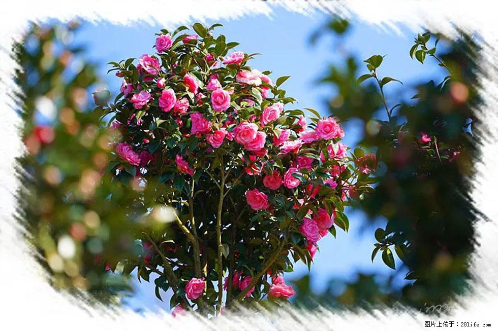 【春天，广西桂林灌阳县向您发出邀请！】杨柳井茶花惹人爱 - 游山玩水 - 鹤壁生活社区 - 鹤壁28生活网 hb.28life.net