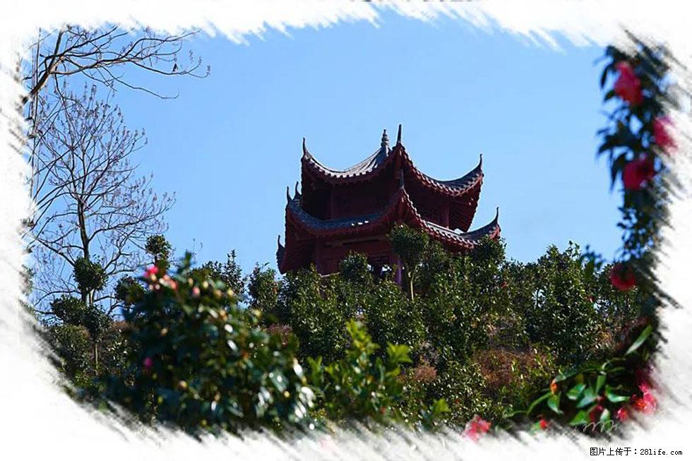 【春天，广西桂林灌阳县向您发出邀请！】杨柳井茶花惹人爱 - 游山玩水 - 鹤壁生活社区 - 鹤壁28生活网 hb.28life.net