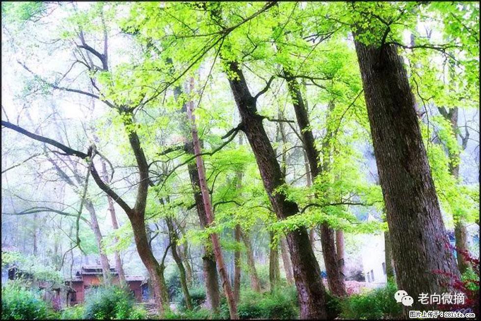 【春天，广西桂林灌阳县向您发出邀请！】在小龙村与春天约会 - 游山玩水 - 鹤壁生活社区 - 鹤壁28生活网 hb.28life.net