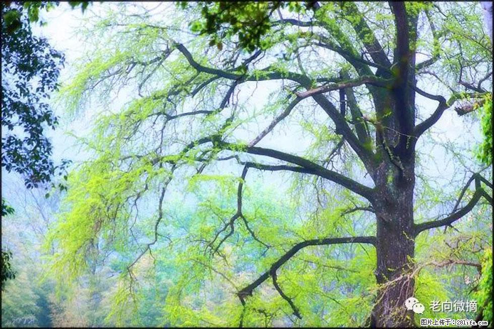 【春天，广西桂林灌阳县向您发出邀请！】在小龙村与春天约会 - 游山玩水 - 鹤壁生活社区 - 鹤壁28生活网 hb.28life.net