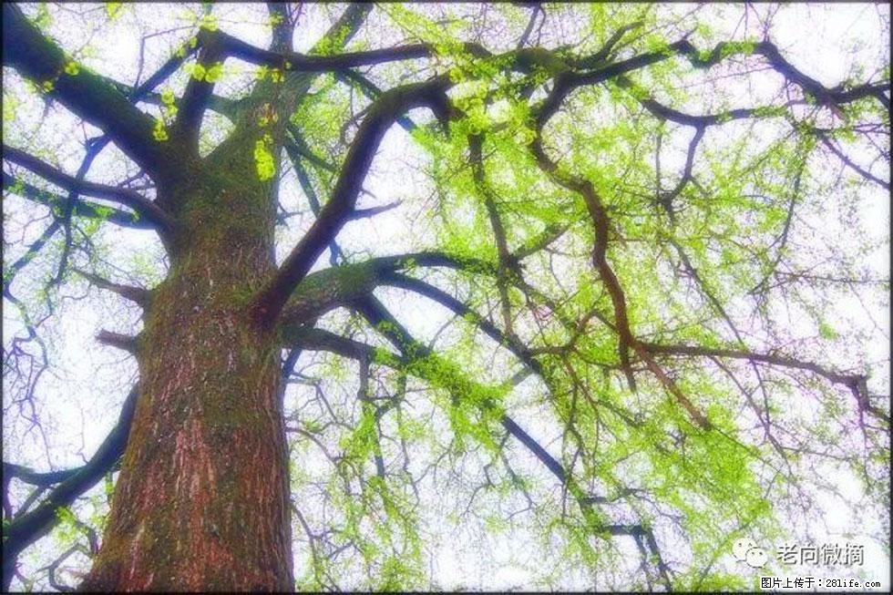 【春天，广西桂林灌阳县向您发出邀请！】在小龙村与春天约会 - 游山玩水 - 鹤壁生活社区 - 鹤壁28生活网 hb.28life.net