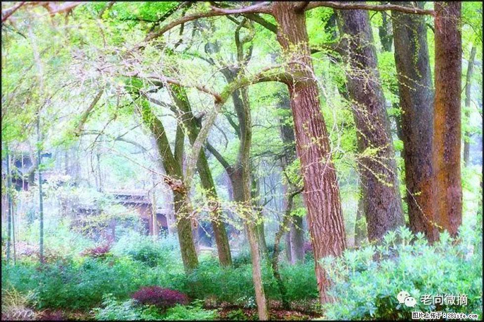 【春天，广西桂林灌阳县向您发出邀请！】在小龙村与春天约会 - 游山玩水 - 鹤壁生活社区 - 鹤壁28生活网 hb.28life.net