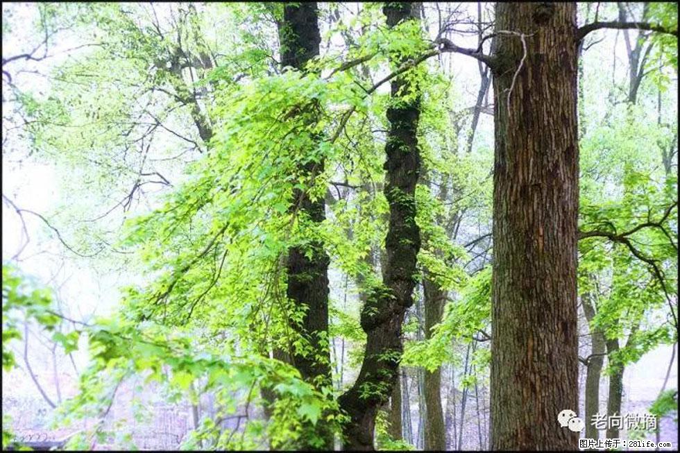 【春天，广西桂林灌阳县向您发出邀请！】在小龙村与春天约会 - 游山玩水 - 鹤壁生活社区 - 鹤壁28生活网 hb.28life.net