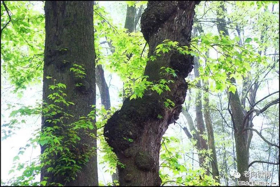 【春天，广西桂林灌阳县向您发出邀请！】在小龙村与春天约会 - 游山玩水 - 鹤壁生活社区 - 鹤壁28生活网 hb.28life.net