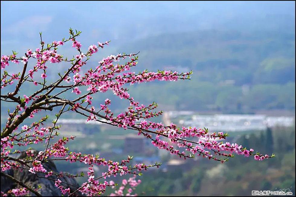【春天，广西桂林灌阳县向您发出邀请！】望月岭上桃花开 - 游山玩水 - 鹤壁生活社区 - 鹤壁28生活网 hb.28life.net