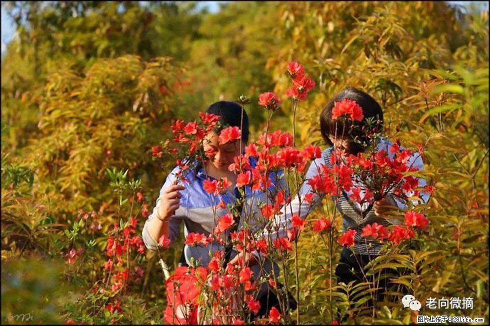 【春天，广西桂林灌阳县向您发出邀请！】登麒麟山，相约映山红 - 游山玩水 - 鹤壁生活社区 - 鹤壁28生活网 hb.28life.net