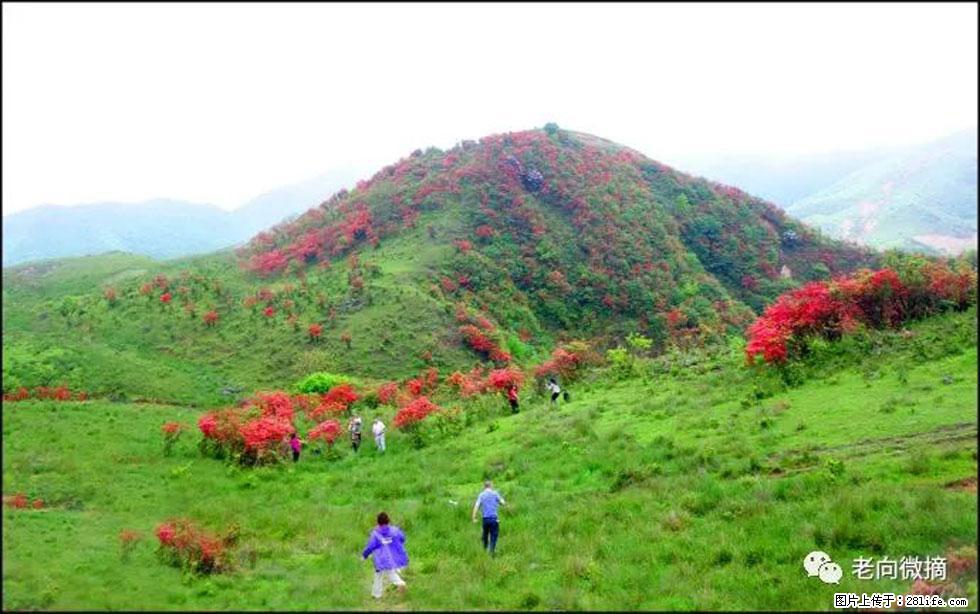 【春天，广西桂林灌阳县向您发出邀请！】宝盖山上映山红 - 游山玩水 - 鹤壁生活社区 - 鹤壁28生活网 hb.28life.net