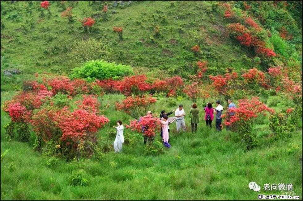 【春天，广西桂林灌阳县向您发出邀请！】宝盖山上映山红 - 游山玩水 - 鹤壁生活社区 - 鹤壁28生活网 hb.28life.net
