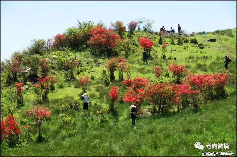 【春天，广西桂林灌阳县向您发出邀请！】宝盖山上映山红 - 游山玩水 - 鹤壁生活社区 - 鹤壁28生活网 hb.28life.net