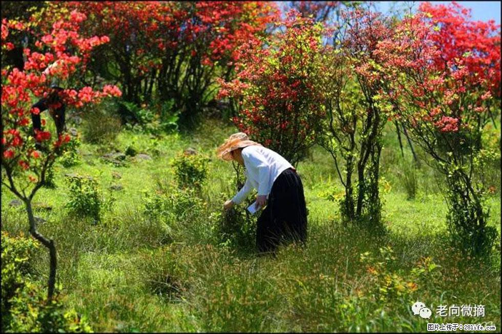 【春天，广西桂林灌阳县向您发出邀请！】宝盖山上映山红 - 游山玩水 - 鹤壁生活社区 - 鹤壁28生活网 hb.28life.net