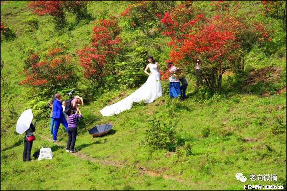 【春天，广西桂林灌阳县向您发出邀请！】宝盖山上映山红 - 游山玩水 - 鹤壁生活社区 - 鹤壁28生活网 hb.28life.net