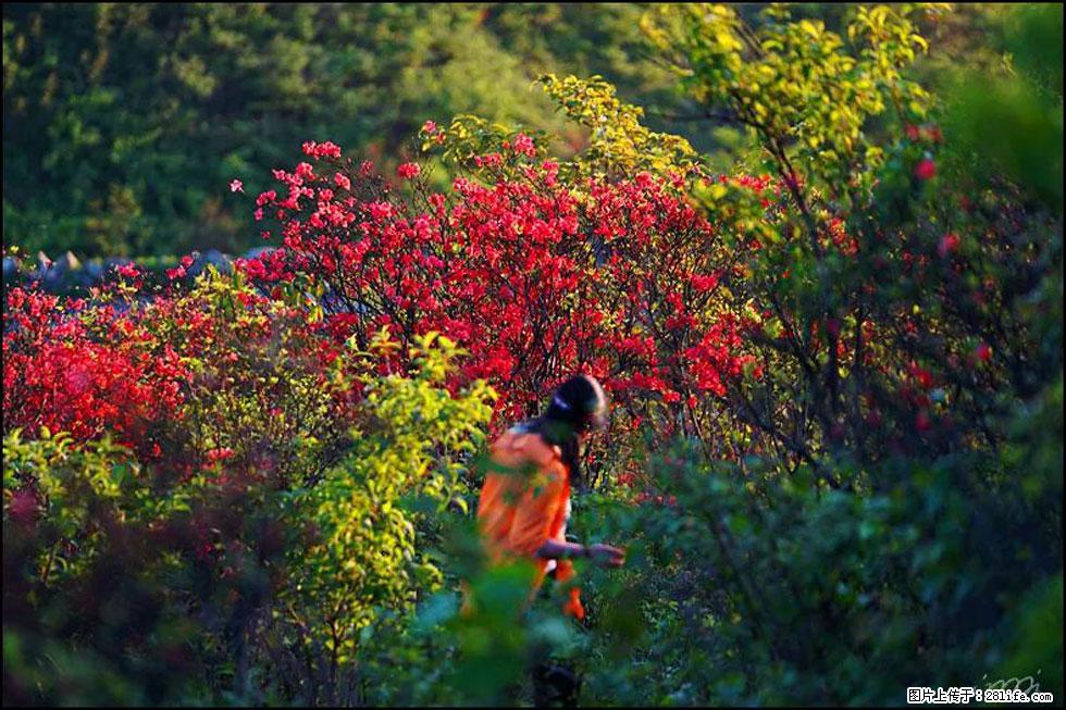 【春天，广西桂林灌阳县向您发出邀请！】春木界上映山红 - 游山玩水 - 鹤壁生活社区 - 鹤壁28生活网 hb.28life.net