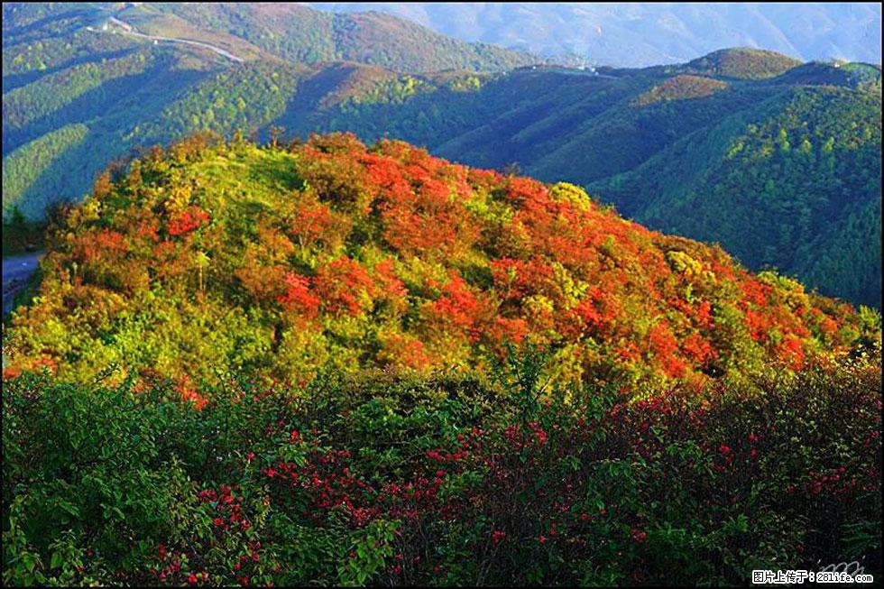 【春天，广西桂林灌阳县向您发出邀请！】春木界上映山红 - 游山玩水 - 鹤壁生活社区 - 鹤壁28生活网 hb.28life.net