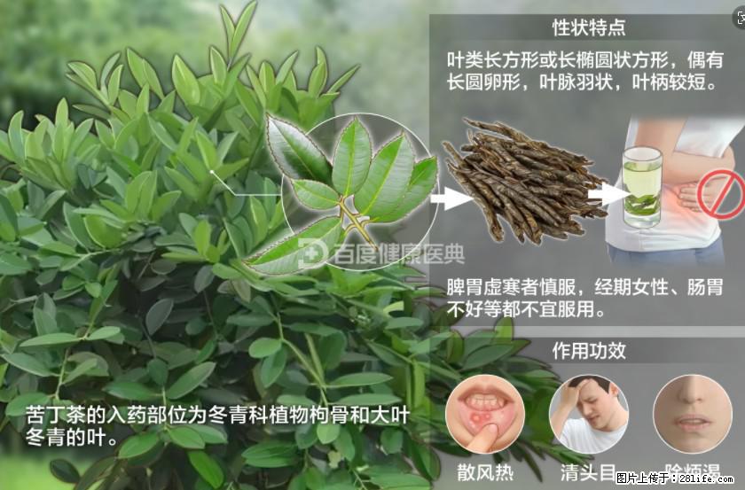 苦丁茶有哪些功效和作用 - 生活百科 - 鹤壁生活社区 - 鹤壁28生活网 hb.28life.net