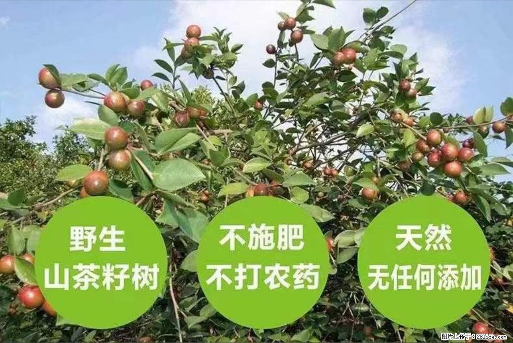 【灌阳县油茶产业示范区】一个有着充实的精神生活的人，对待身外之物自会有一种淡泊的态度 - 美食天地 - 鹤壁生活社区 - 鹤壁28生活网 hb.28life.net