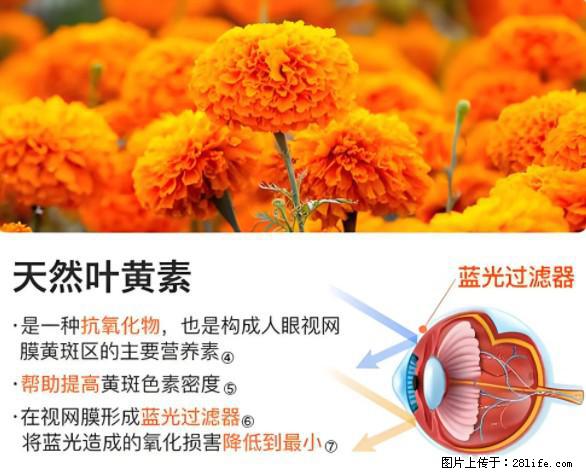 叶黄素有什么功效和作用 - 生活百科 - 鹤壁生活社区 - 鹤壁28生活网 hb.28life.net