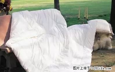 被子有异味？只要这样做，比晒太阳还强100倍！ - 家居生活 - 鹤壁生活社区 - 鹤壁28生活网 hb.28life.net