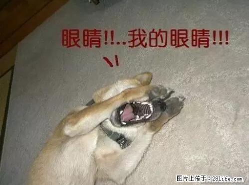 笑癫了！一女的怀孕三年未生，他终于忍不住了... - 娱乐八卦 - 鹤壁生活社区 - 鹤壁28生活网 hb.28life.net