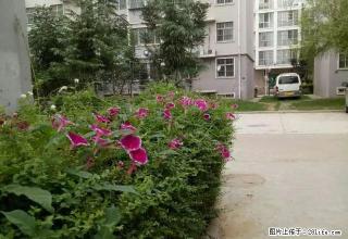 华府天下科达公租房简装5层60平米750月租 - 鹤壁28生活网 hb.28life.net