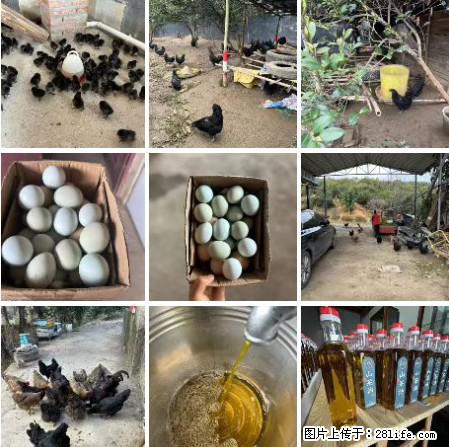 油茶园从小鸡仔开始养起的纯土鸡、土鸡蛋可以预定啦！还有前几天刚榨的纯山茶油哦 - 土特产 - 饮食特产 - 鹤壁分类信息 - 鹤壁28生活网 hb.28life.net