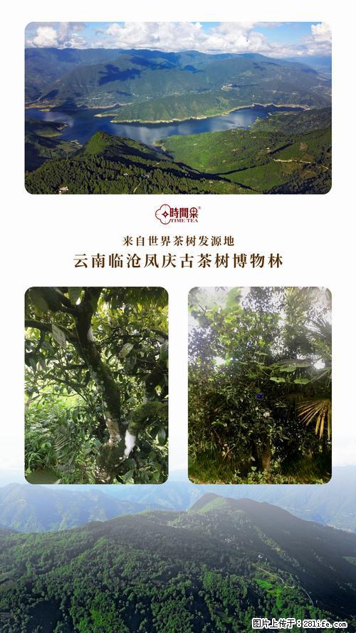 时间果百年古树2025年春红茶 - 购物交流 - 鹤壁生活社区 - 鹤壁28生活网 hb.28life.net