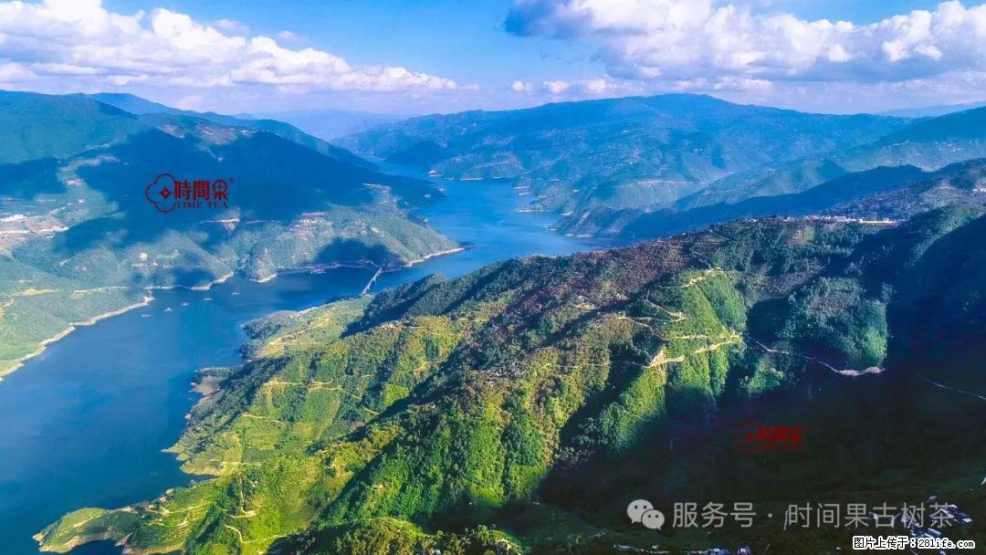 时间果百年古树龙珠普洱生茶 - 购物交流 - 鹤壁生活社区 - 鹤壁28生活网 hb.28life.net