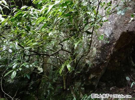 平乐石崖茶，珍贵仅次于金花茶 - 鹤壁生活资讯 - 鹤壁28生活网 hb.28life.net