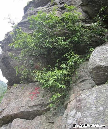 平乐石崖茶，珍贵仅次于金花茶 - 鹤壁生活资讯 - 鹤壁28生活网 hb.28life.net