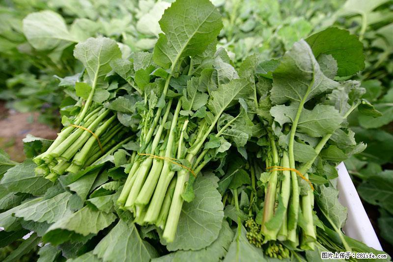这些蔬菜是“天然钙片”，这6种被医生重点推荐 - 鹤壁生活资讯 - 鹤壁28生活网 hb.28life.net